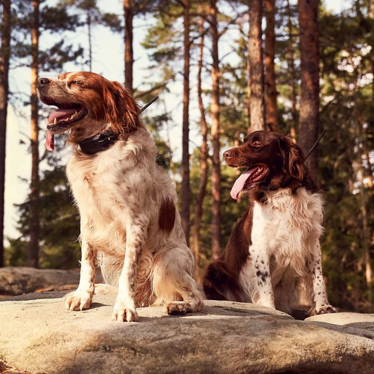 urzadzenie-poszukiwawczo-treningowe-z-lokalizatorem-dzwiekowym-dog-gps-x30tb__mi001-1955.jpg