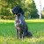 urzadzenie-poszukiwawczo-treningowe-z-lokalizatorem-dzwiekowym-dog-gps-x30tb__mi001-2376.jpg