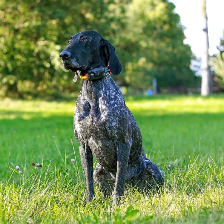 urzadzenie-poszukiwawczo-treningowe-z-lokalizatorem-dzwiekowym-dog-gps-x30tb__mi001-2376.jpg