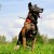 urzadzenie-poszukiwawczo-treningowe-z-lokalizatorem-dzwiekowym-dog-gps-x30tb__mi001-2372.jpg